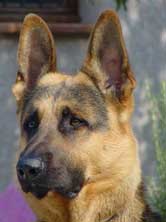 Photo du berger allemand Yankee utilis comme modle pour son portrait animalier.